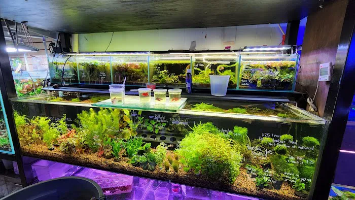Bob's Tropical Fish Picture 7