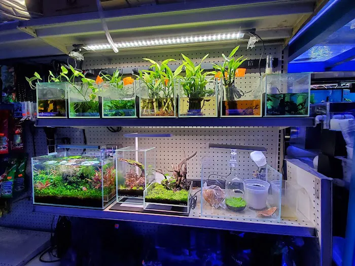 Bob's Tropical Fish Picture 8