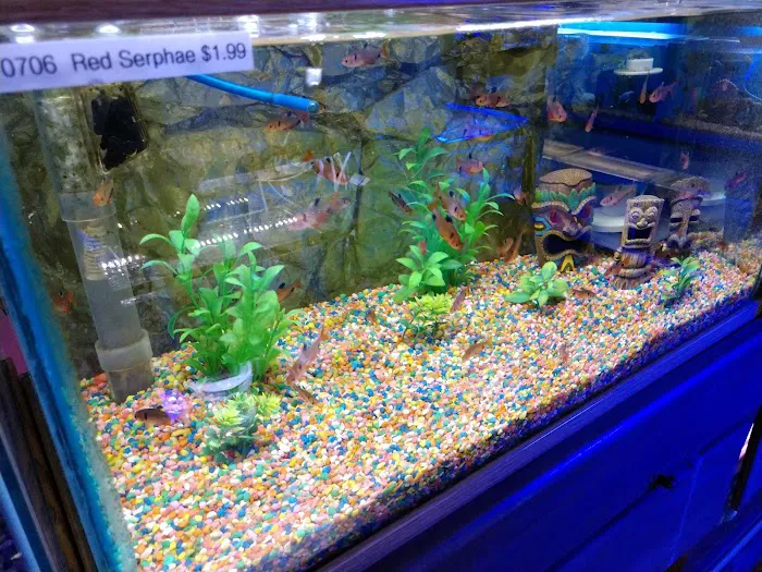Bob's Tropical Fish Picture 10