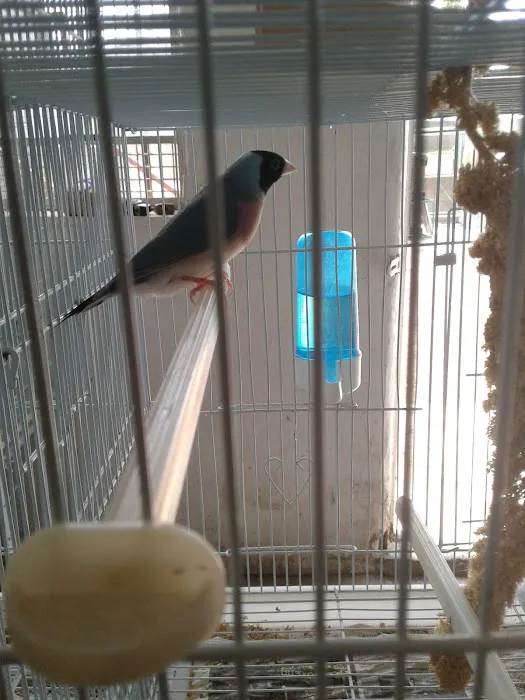 Mike's Pet Store and pet grooming Picture 3