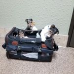 Soderstrom Veterinary