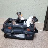 Soderstrom Veterinary ico