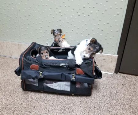 Soderstrom Veterinary