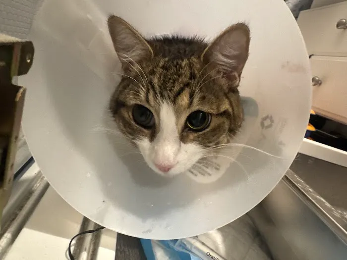 Soderstrom Veterinary Picture 5