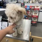 Petco