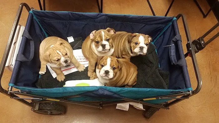 Squaw Peak Animal Hospital Picture 3