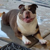 Squaw Peak Animal Hospital ico