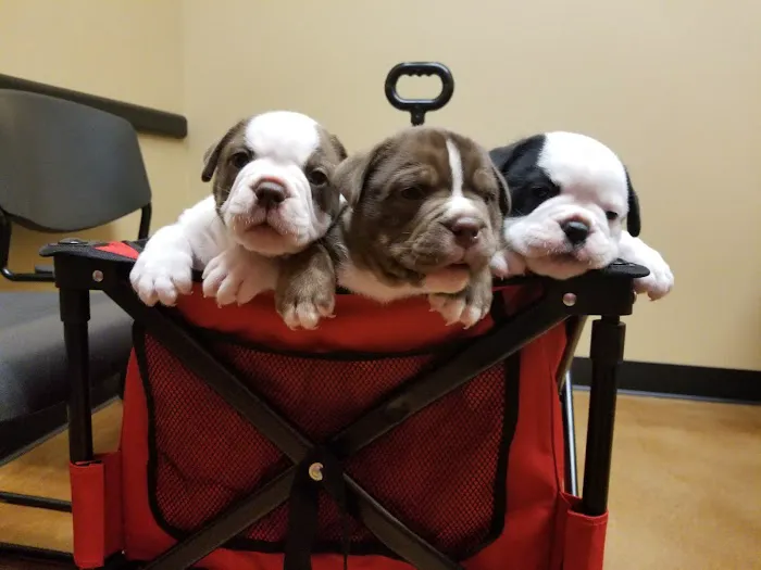 Squaw Peak Animal Hospital Picture 6