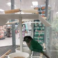 Petco ico