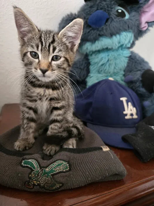 Petco Picture 4