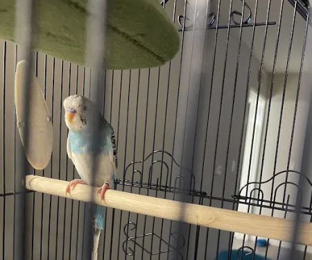 Petco
