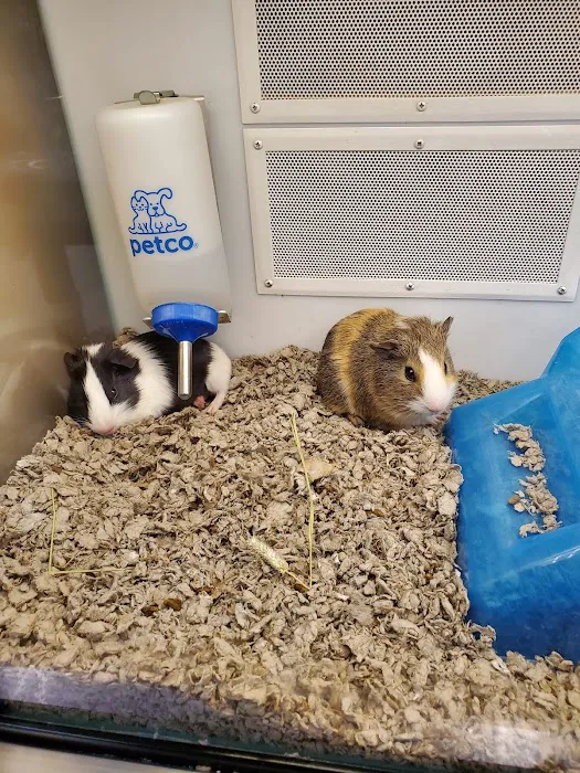 Petco Picture 2