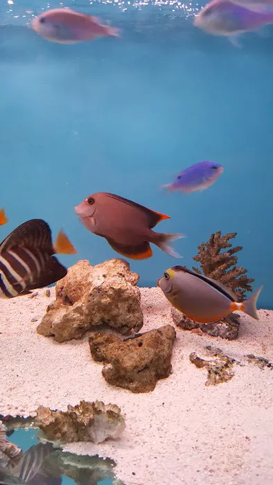Yo's Aquarium Picture 4