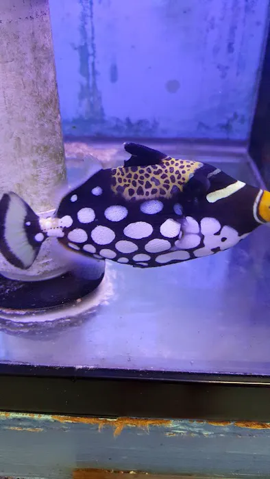 Yo's Aquarium Picture 3