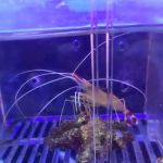 Yo's Aquarium