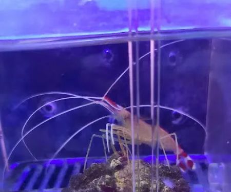 Yo's Aquarium