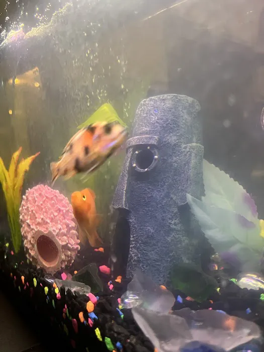 Yo's Aquarium Picture 9
