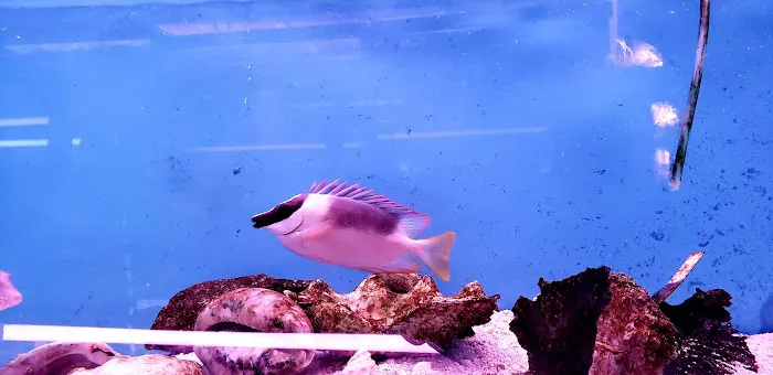 Yo's Aquarium Picture 7