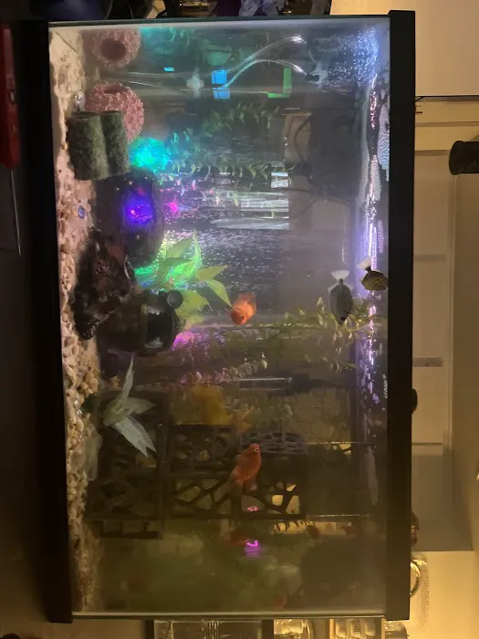 Yo's Aquarium Picture 8