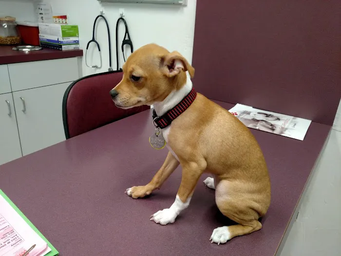 Orangewood Animal Hospital - Now Palo Verde Animal Hospital Picture 1