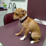 Orangewood Animal Hospital - Now Palo Verde Animal Hospital