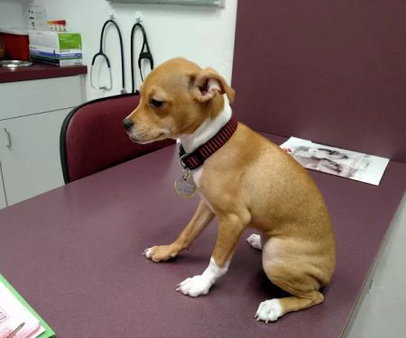 Orangewood Animal Hospital - Now Palo Verde Animal Hospital