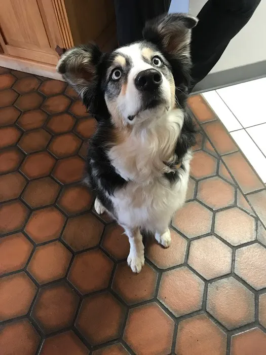 Orangewood Animal Hospital - Now Palo Verde Animal Hospital Picture 3