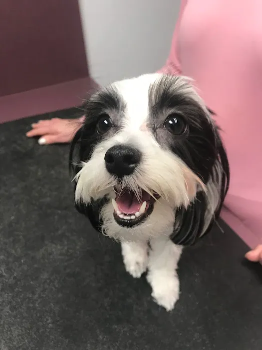 Orangewood Animal Hospital - Now Palo Verde Animal Hospital Picture 2