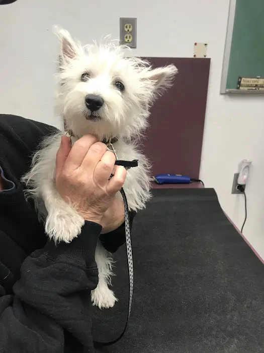 Orangewood Animal Hospital - Now Palo Verde Animal Hospital Picture 8