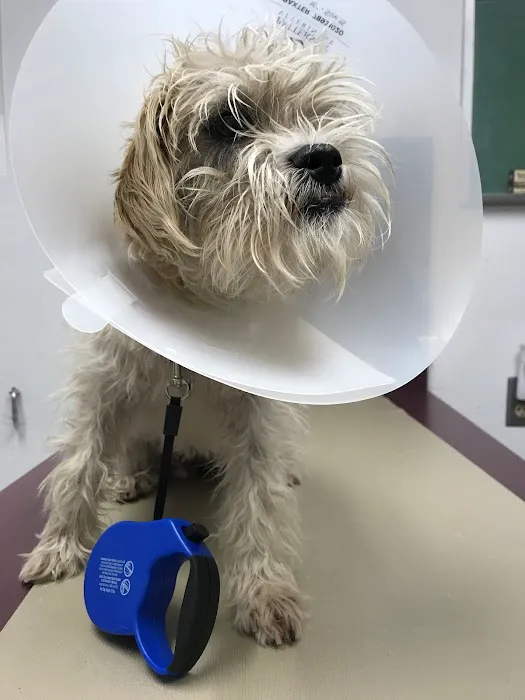 Orangewood Animal Hospital - Now Palo Verde Animal Hospital Picture 7