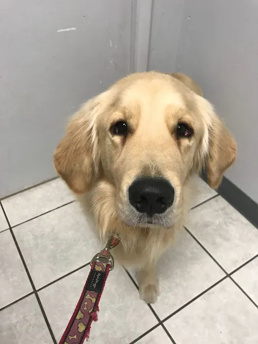 Orangewood Animal Hospital - Now Palo Verde Animal Hospital Picture 6