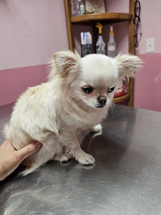 Glenfair Veterinary Hospital Picture 4