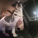 West Phoenix Veterinary Hospital
