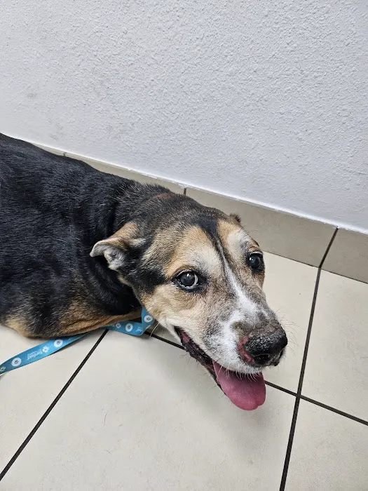 West Phoenix Veterinary Hospital Picture 5