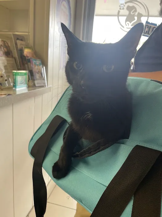 West Phoenix Veterinary Hospital Picture 7