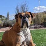 Sun Valley Hope Animal Hospital