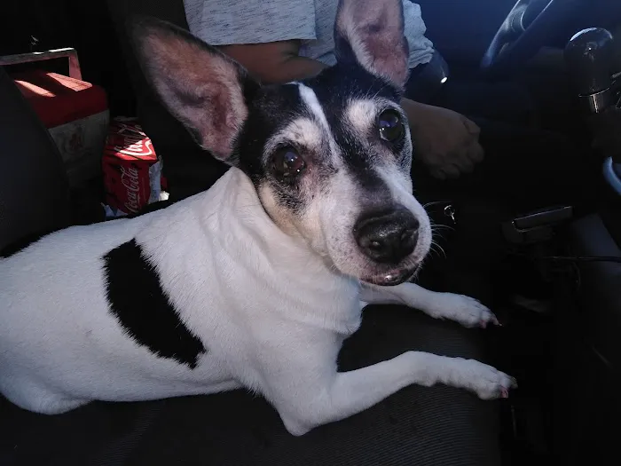Sun Valley Hope Animal Hospital Picture 2