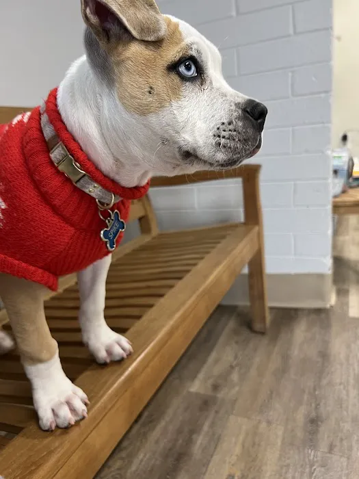 Sun Valley Hope Animal Hospital Picture 4
