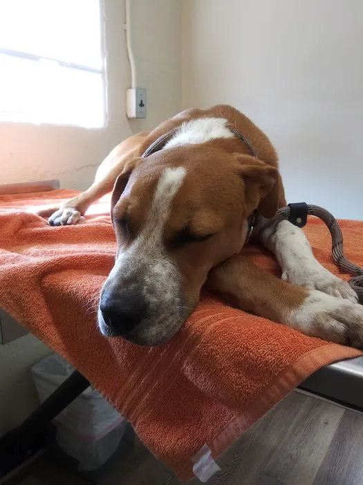 Sun Valley Hope Animal Hospital Picture 10