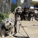 Joyride Harness
