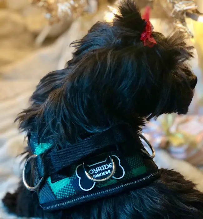 Joyride Harness Picture 2
