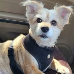 Palm Glen Animal Hospital