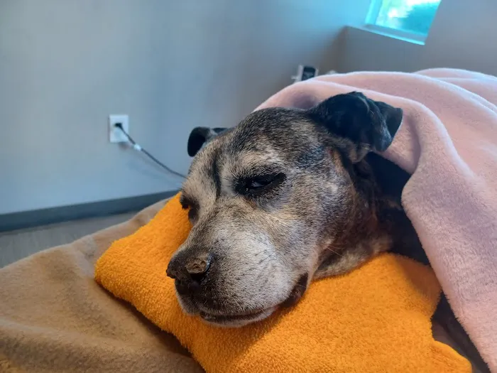Palm Glen Animal Hospital Picture 9