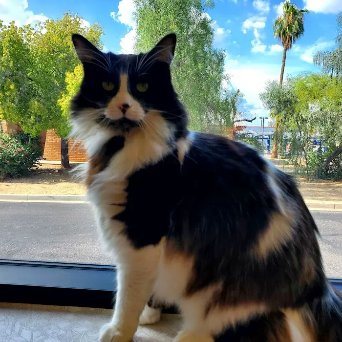 Palm Glen Animal Hospital Picture 8