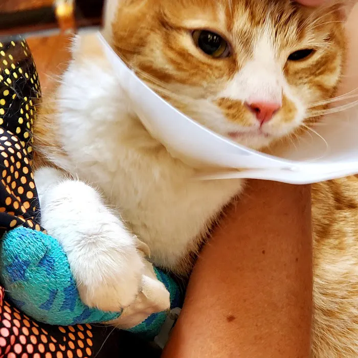 Palm Glen Animal Hospital Picture 7