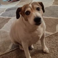 Valley West Animal Hospital ico