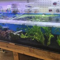 Tokyo Aquarium ico