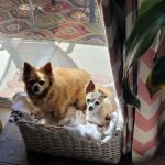 Westridge Animal Hospital
