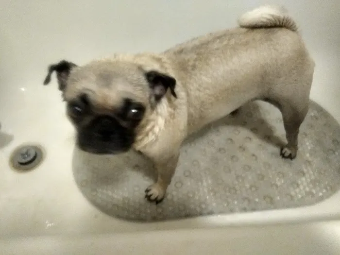 Westridge Animal Hospital Picture 7