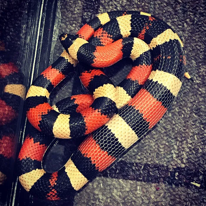 N&J Pet Shop Picture 3